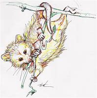 Image result for Possum Doodle