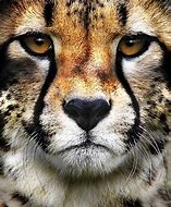 Image result for Big Cats Fotos