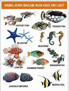 Image result for Macam Macam Ikan Laut