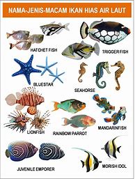 Image result for Jenis Ikan Air Laut