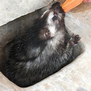 Image result for Bad Places to Hold a Rat