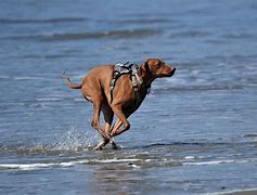 Image result for Dog Run