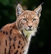 Image result for Beautiful Lynx