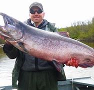 Image result for King Salmon Fish