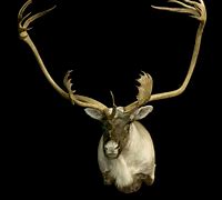 Image result for Labrador Caribou