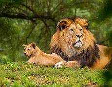 Image result for Wildlife Photography North America