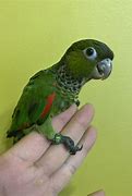 Image result for Black-headed Conure