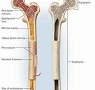 Image result for Long Bone Anatomy