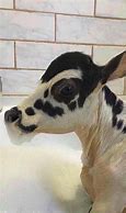 Image result for Cow Bubble Bath Books