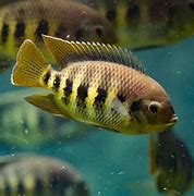 Image result for Spoilt Tilapia Fish