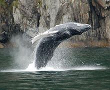 Image result for Humpback Whale