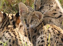 Image result for Serval Family