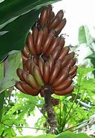 Image result for Pisang Raja Merah