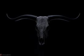 Image result for Buffalo Animal Head