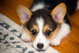 Image result for Adorable Corgi