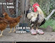 Image result for Crazy Chicken Meme