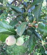 Image result for Identify Fruit Trees