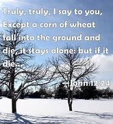 Image result for John 12 24 and Wheat