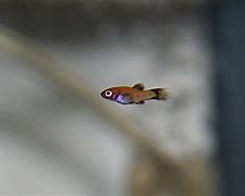 Image result for Baby Platy