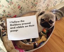 Image result for Snookie the Pug Pug