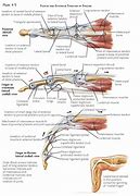 Image result for Common Extensor Tendon Anatomy