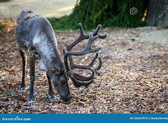 Image result for Reindeer Also Known as Caribou