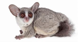 Image result for Bush Baby Pics