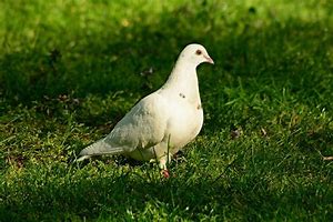 Image result for Bird Merpati