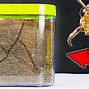 Image result for Real Ant Farm