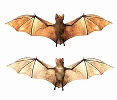 Image result for Vampire Bat Wings Sideways