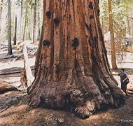 Image result for Los Angeles to Sequoia National Park