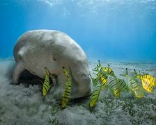 Image result for Red Sea Dugong