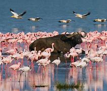 Image result for Lake Nakuru Park