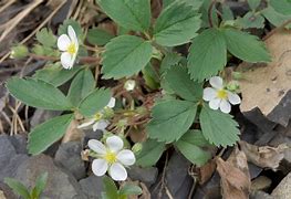 Image result for Wild Strawberry