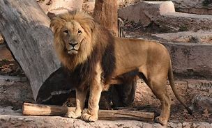 Image result for Zoo Mammals