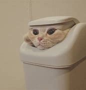 Image result for Trash Cat Breed