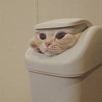 Image result for Alien Trash Cat