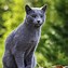 Image result for Russian Blue Lightning Blaze Variegated Rat