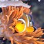 Image result for School of Clownfish