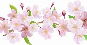 Image result for Cherry Blossom Branch Clip Art