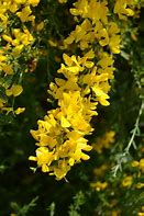 Image result for Genista Porlock Broom