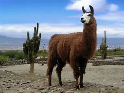 Image result for Say Llama