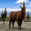 Image result for Say Llama