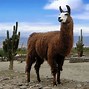 Image result for Real Llama