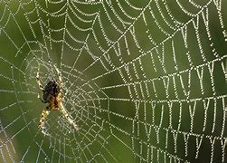 Image result for Spider Web Dew