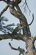 Image result for Leopard Sitting in Tree