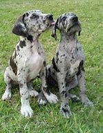 Image result for 12 Week Old Great Dane Puppy