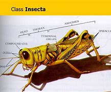 Image result for Arthropoda Insecta