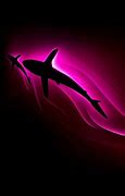 Image result for Real Pink Sharks