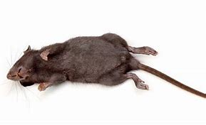 Image result for Dead Rat Funny